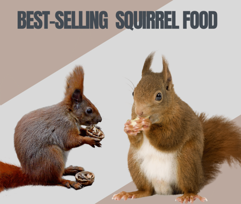 Squirrel Food